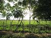 dominican cattle ranch near boca de yuma.JPG‎