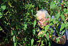 man-hiding-bushes-elderly-peering-out-33699365.jpg‎