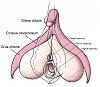 Clitoris_anatomy_labeled-en.jpg‎