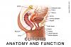 Clitoris-Anatomy-and-Function.jpg‎