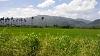 1Rice farm near Bonao.jpg‎