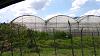 11Coffee Plant Nursery.jpg‎