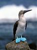 BlueFootedBooby.jpg‎