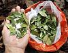 coca leaves with biko.jpg‎
