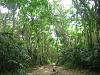 The trail to Arrecifes in Parque Tayrona.jpg‎