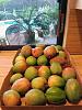 Mangos DSC_0021 small.jpg‎