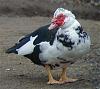 Muscovy-Duck-051a.jpg‎